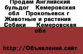  Продам Английский бульдог - Кемеровская обл., Прокопьевск г. Животные и растения » Собаки   . Кемеровская обл.